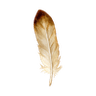 Icon for sensitive skin: a feather