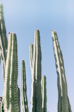 Cactus on a blue background